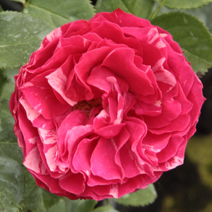 Konstantina™ - rózsa - www.pharmarosa.com